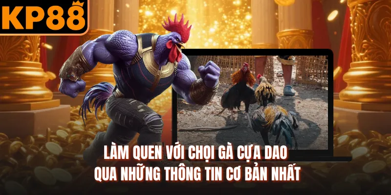 Làm quen với chọi gà cựa dao qua những thông tin cơ bản nhất